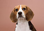 比格犬