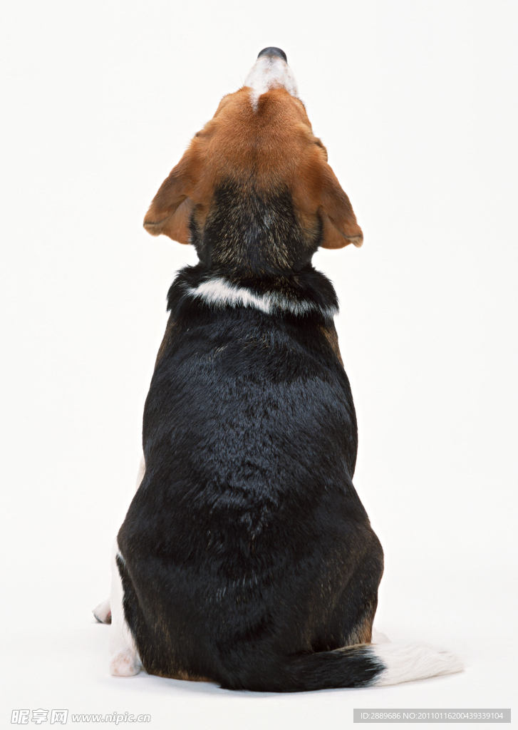 比格犬
