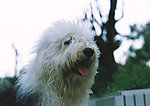 古代英国牧羊犬