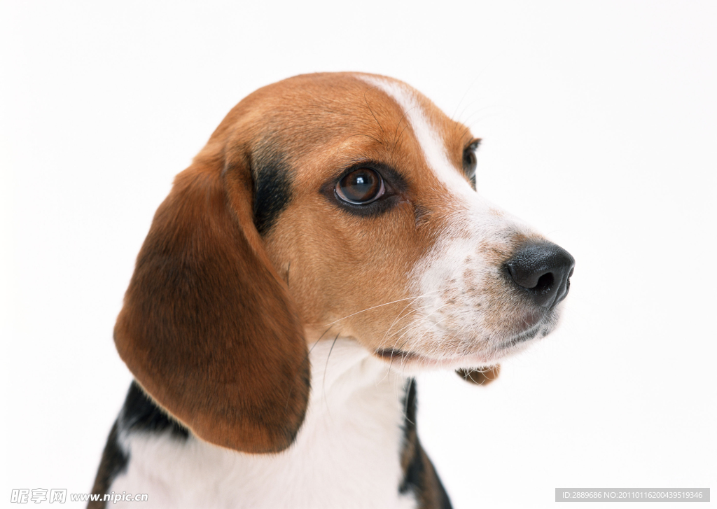 比格犬