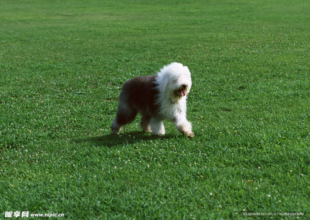 古代英国牧羊犬