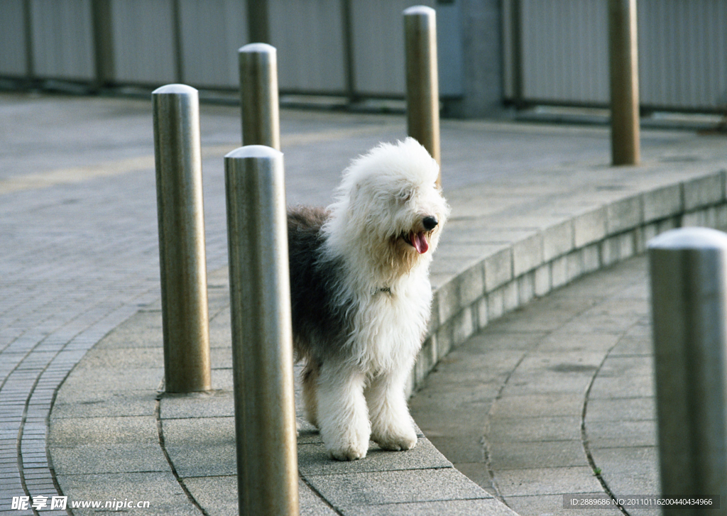 古代英国牧羊犬