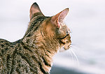 豹猫