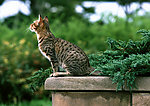 豹猫