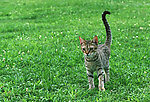 豹猫