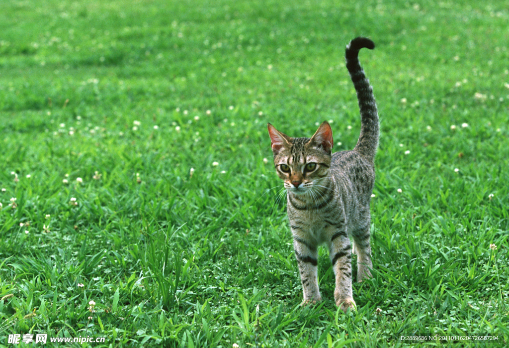 豹猫