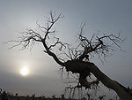 胡杨