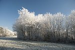 冬季松树林雪景