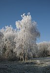 冬季松树林雪景