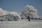 冬季松树林雪