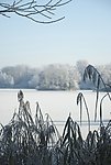 冬季松树林雪景