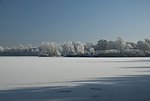 冬季松树林雪景
