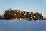 冬季松树林雪景