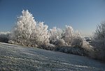 冬季松树林雪景