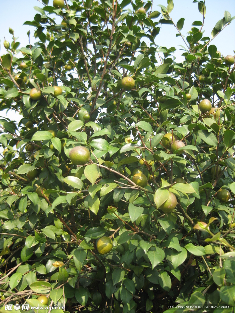 油茶树