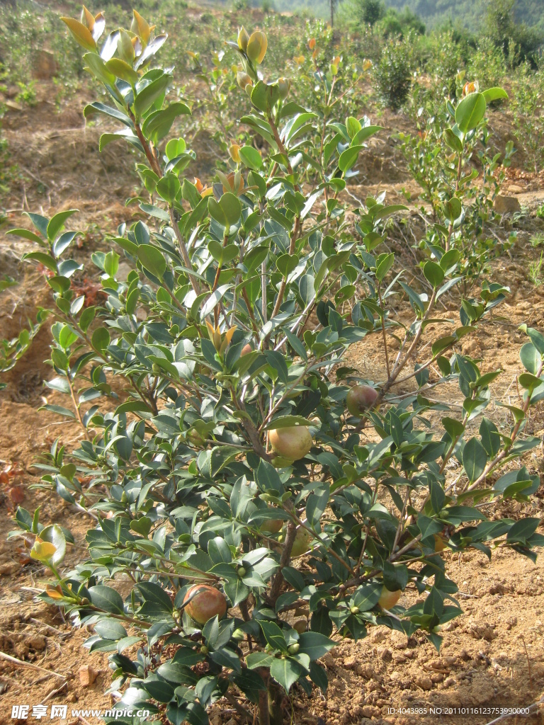 油茶树