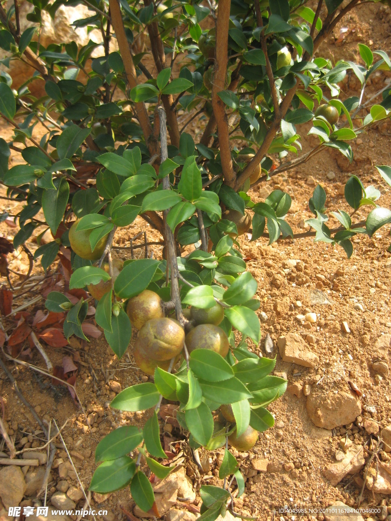 油茶树