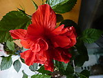 木槿花
