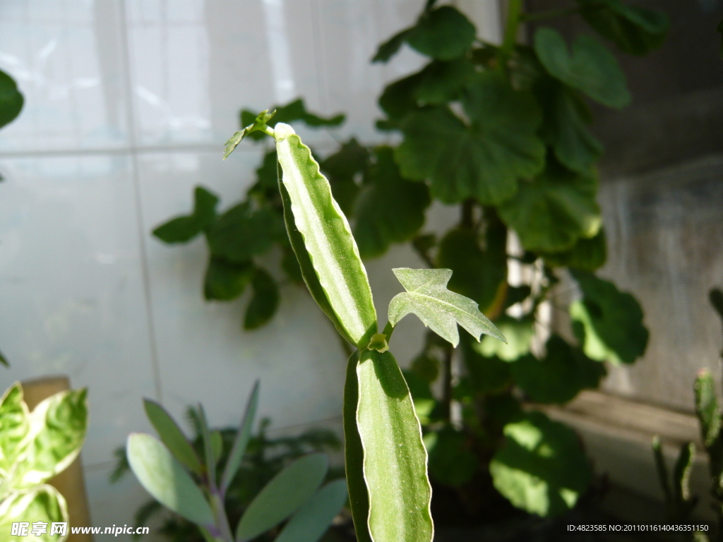 黄瓜节