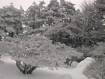 雪景