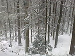 雪景
