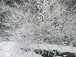 雪景