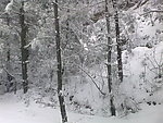 雪景