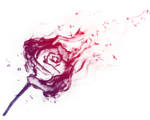 火玫瑰