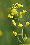 油菜花