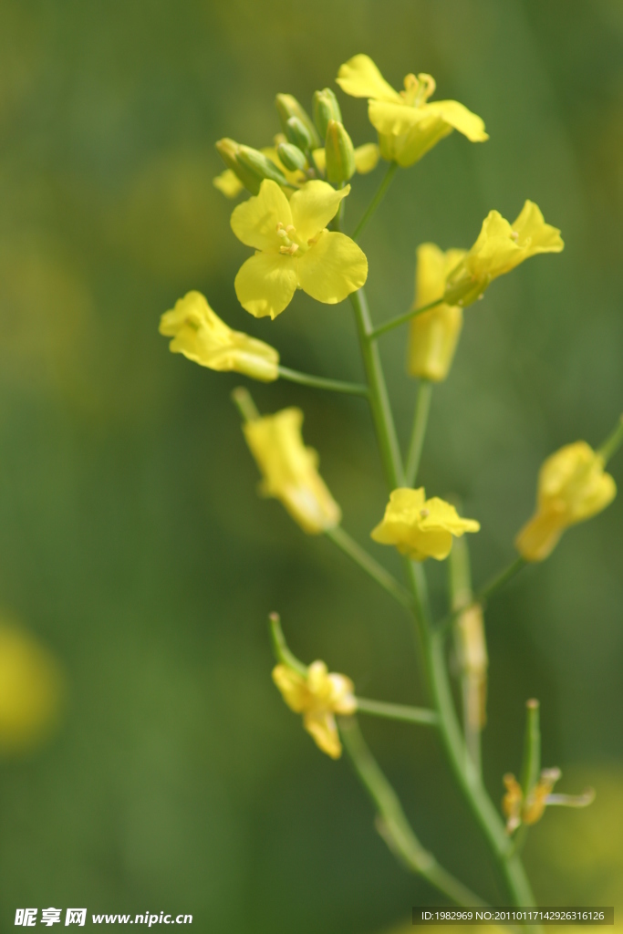 油菜花