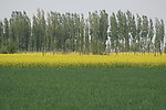 油菜花