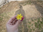 小花