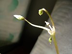 小芽