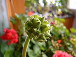 花苞