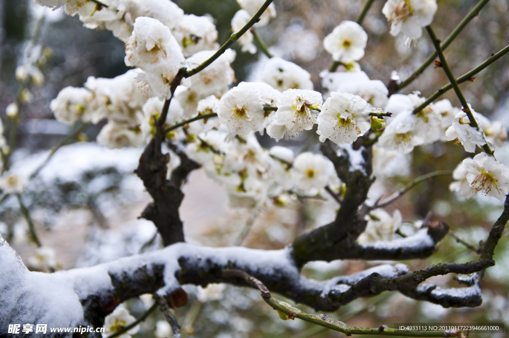 迎春雪梅