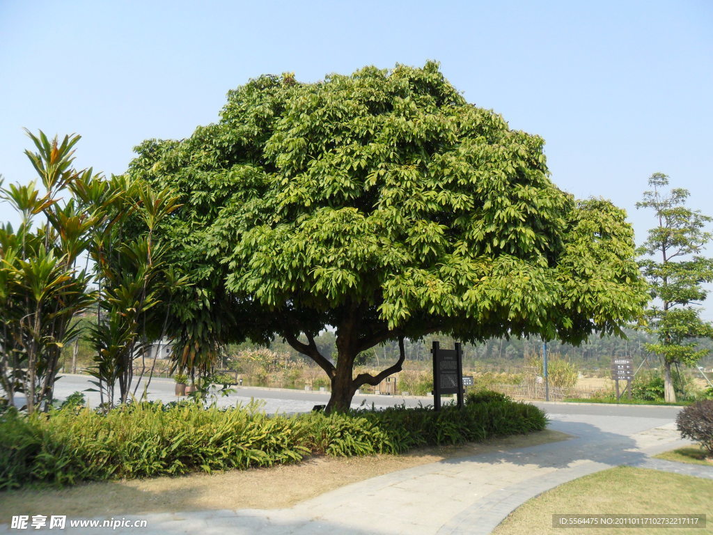 观澜版面村