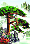 苍松