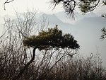 白云坨的迎客松