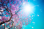春节蓝天白云下的樱花树
