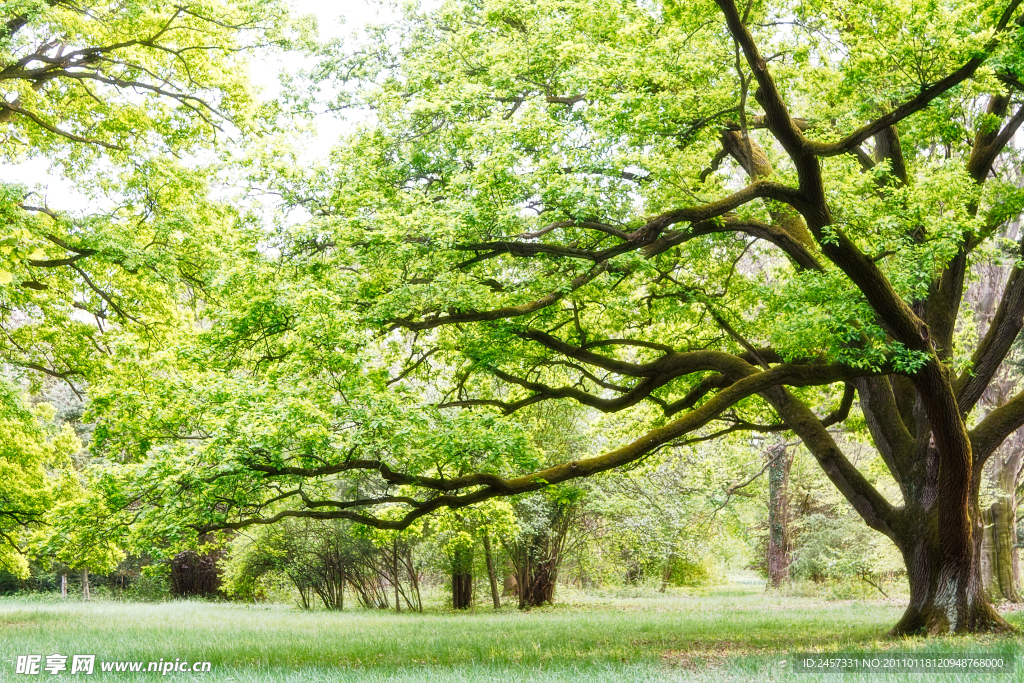 春天绿色草地大树