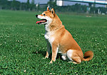 日本柴犬