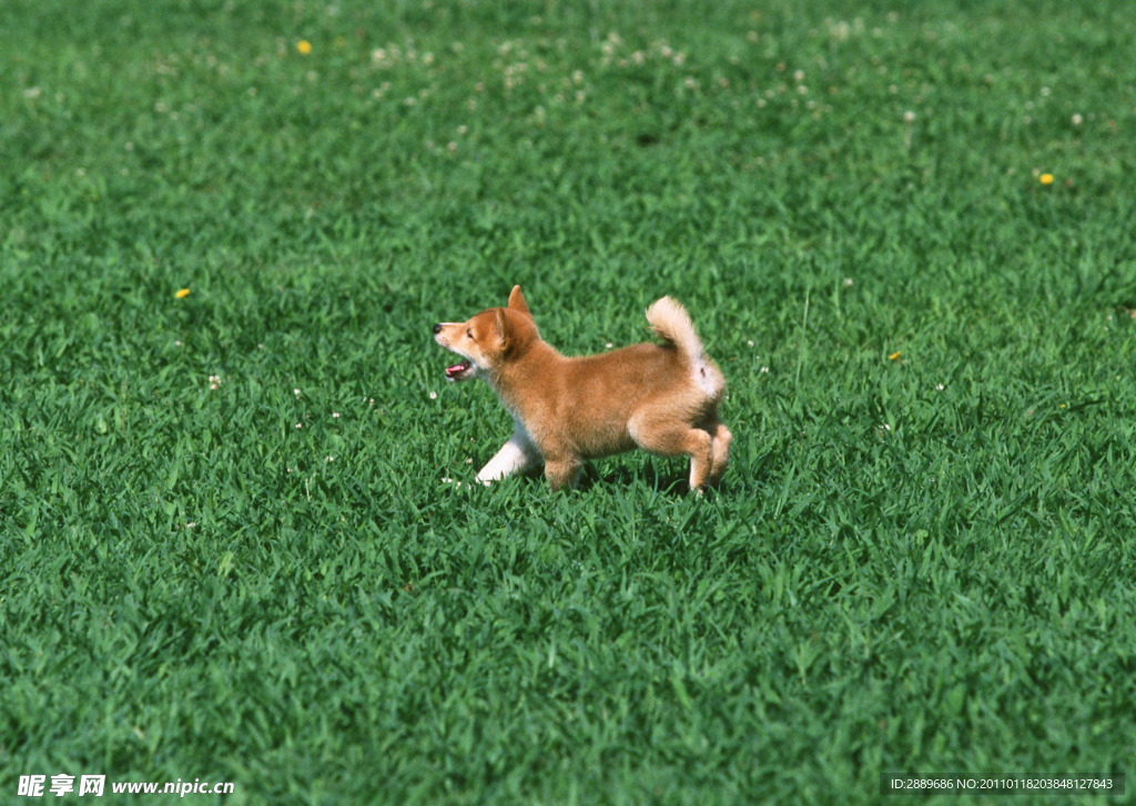 日本柴犬