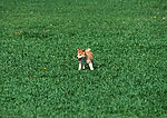 日本柴犬
