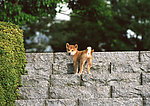日本柴犬