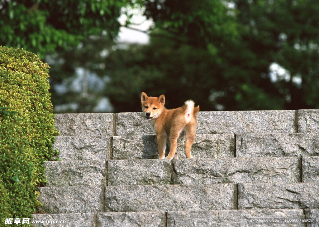 日本柴犬