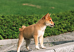 日本柴犬