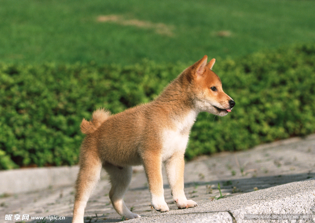 日本柴犬