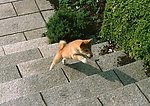 日本柴犬