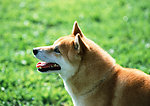 日本柴犬