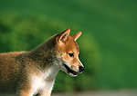 日本柴犬